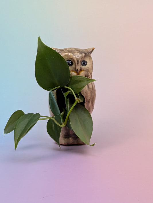 Hooter Planter